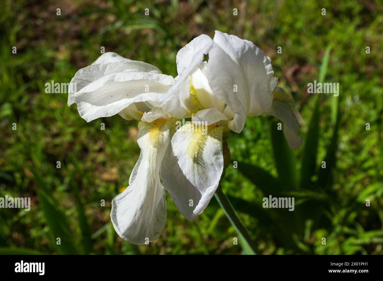 Closeup of the iridescent petals of a white iris (Iris florentina) blossoming in the springtime Stock Photo