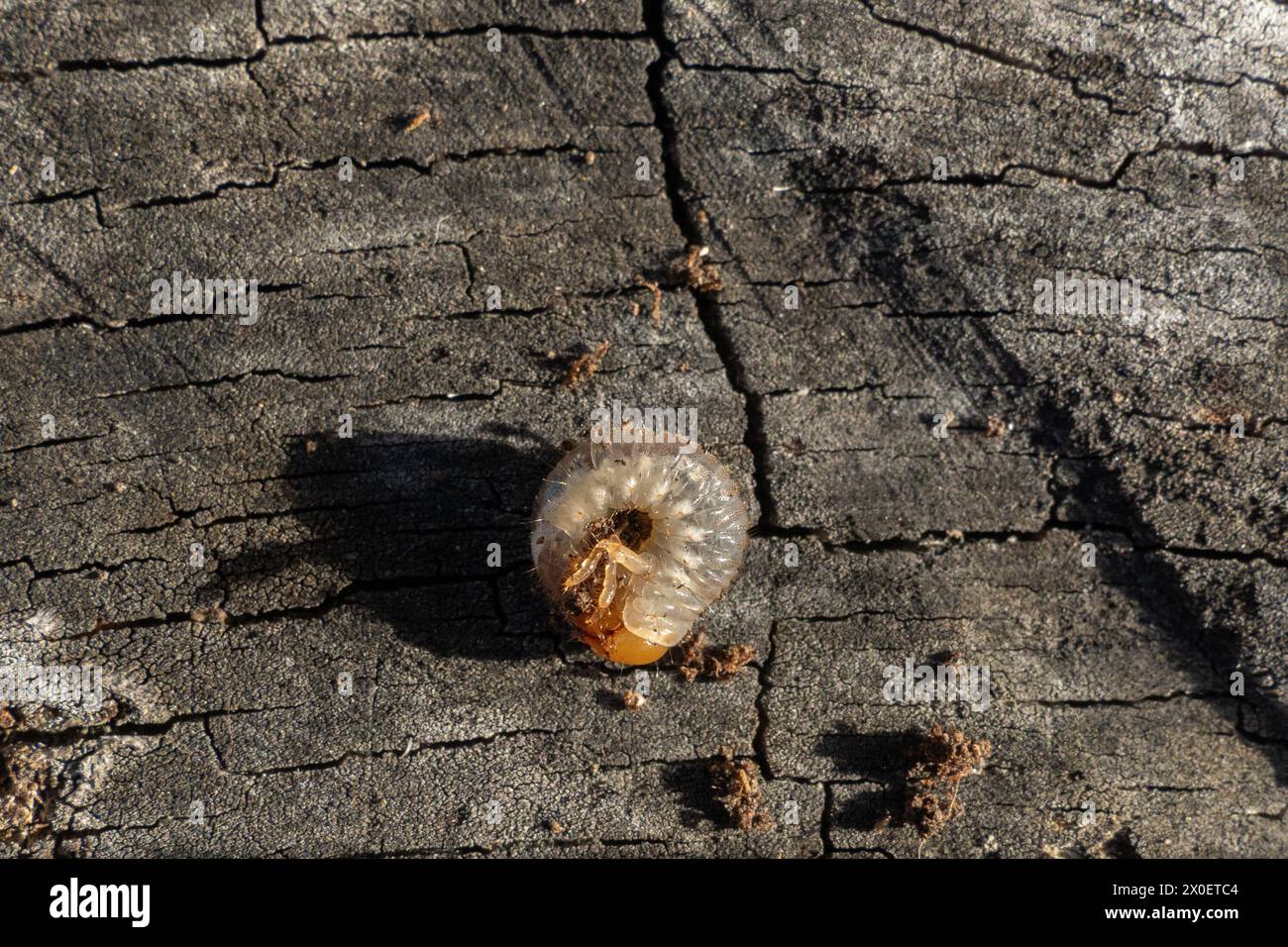 New Zealand grass grub displayed curled up on timber slab. Stock Photo