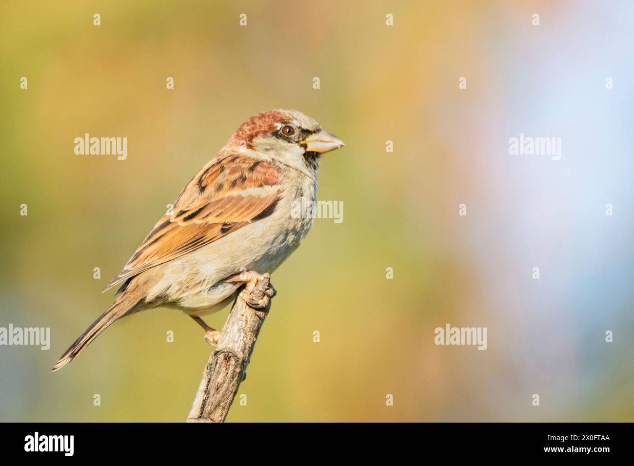 House Sparrow, common in British Gardens although numbers are falling ...