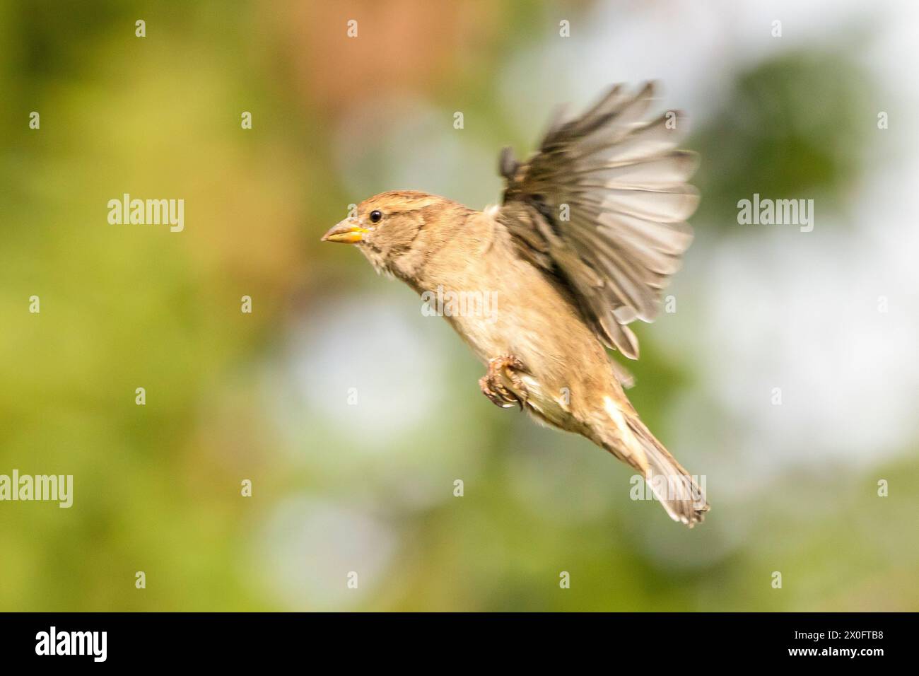 House Sparrow, common in British Gardens although numbers are falling ...