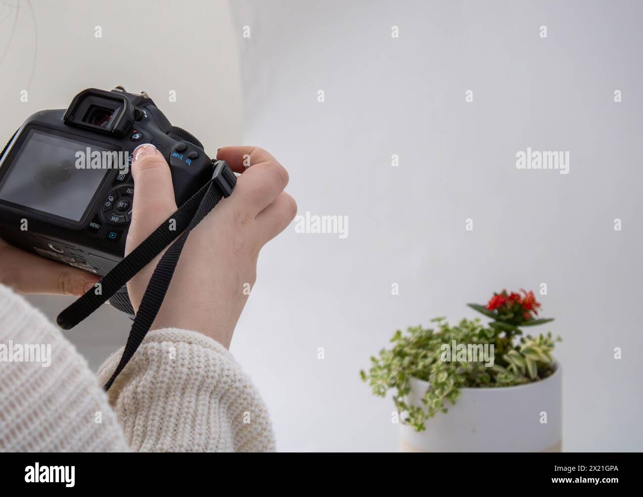 Photographer framing a potted plant indoors Stock Photo