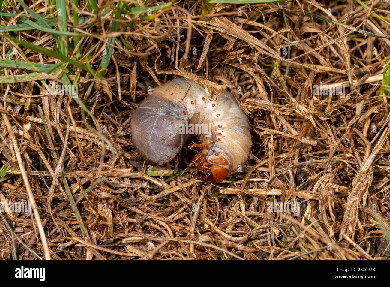 White lawn grub in brown, dead grass. Lawncare, insect and pest control concept. Stock Photo