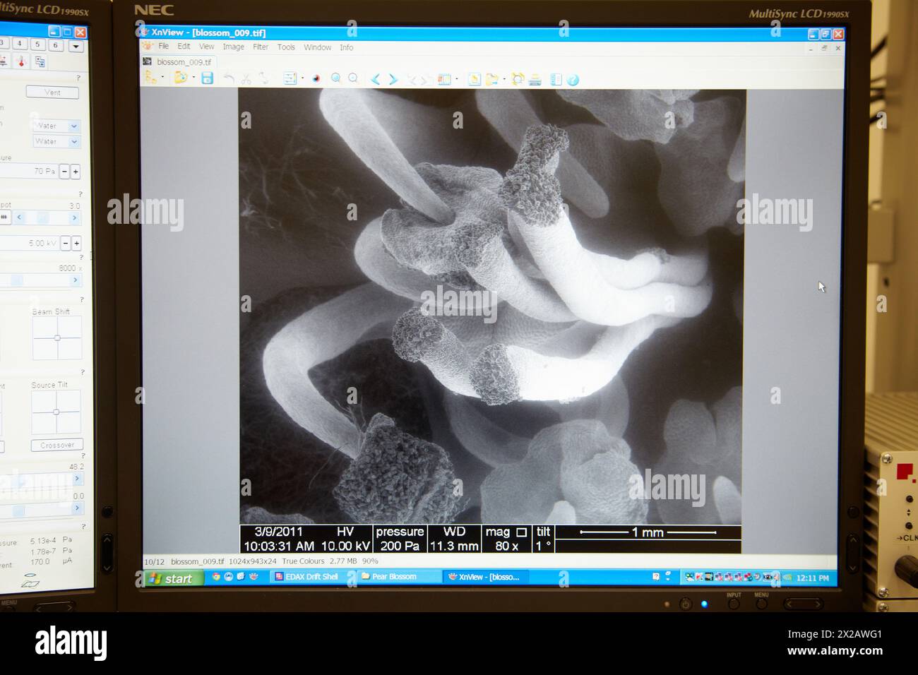 Pear blossom image, Environmental Scanning Electron Microscope ESEM QuantaTM 250 FEG provides access to studies of wet biological samples, nano-bio co Stock Photo