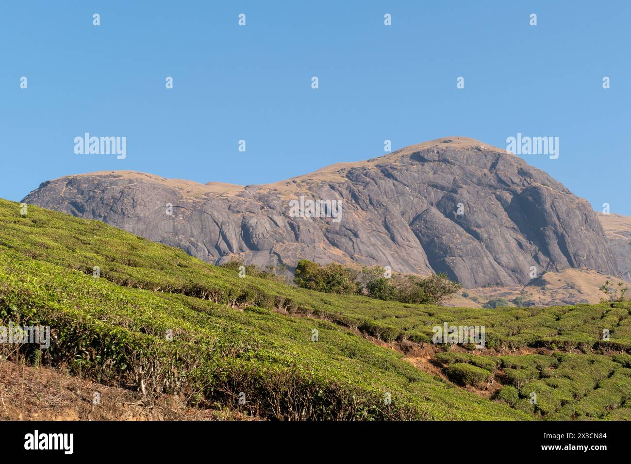 Mount Anamudi - elephant head, with 2,695m highest peak of the Western Ghats in Anamudi Shola National Park in Kerala, India Stock Photo