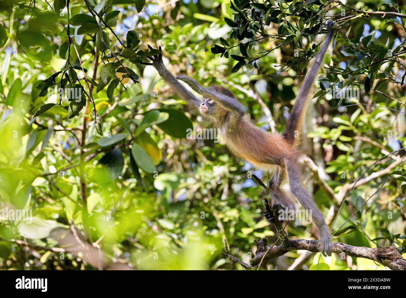 Geoffroy's spider monkey, Black-handed spider monkey, Central American spider monkey (Ateles geoffroyi), juvenile searches for food in the rainforest, Stock Photo