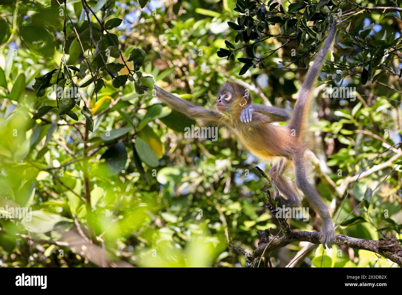 Geoffroy's spider monkey, Black-handed spider monkey, Central American spider monkey (Ateles geoffroyi), juvenile searches for food in the rainforest, Stock Photo