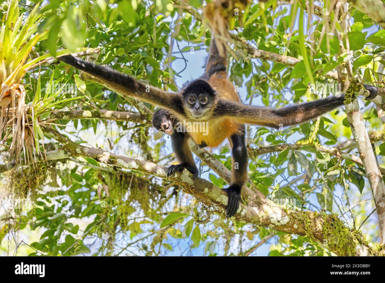 Geoffroy's spider monkey, Black-handed spider monkey, Central American spider monkey (Ateles geoffroyi), climbs in the rainforest with pup, Costa Rica Stock Photo