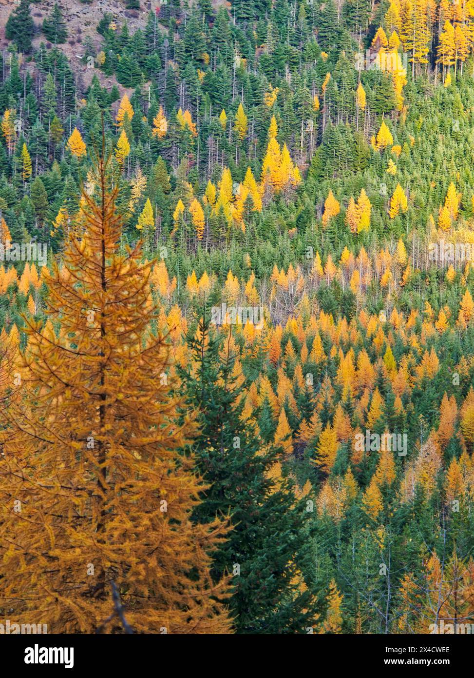 USA, Washington State, Kittitas County. Western Larch Trees in Autumn in the Okanogan-Wenatchee National Forest. Stock Photo