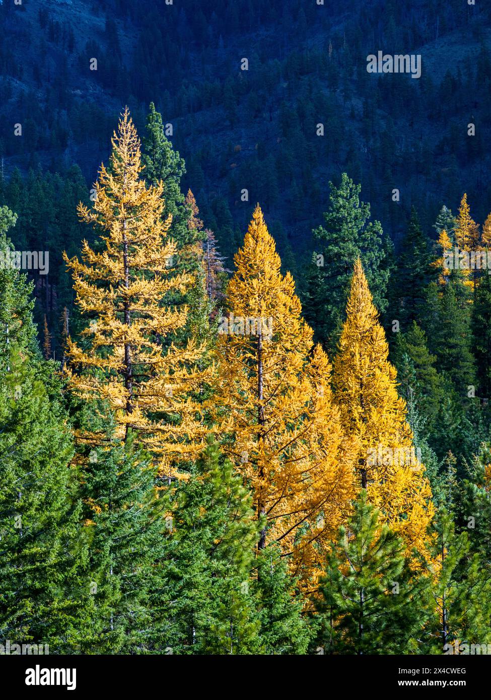 USA, Washington State, Kittitas County. Western Larch Trees in Autumn at Blewitt Pass in the Okanogan-Wenatchee National Forest. Stock Photo