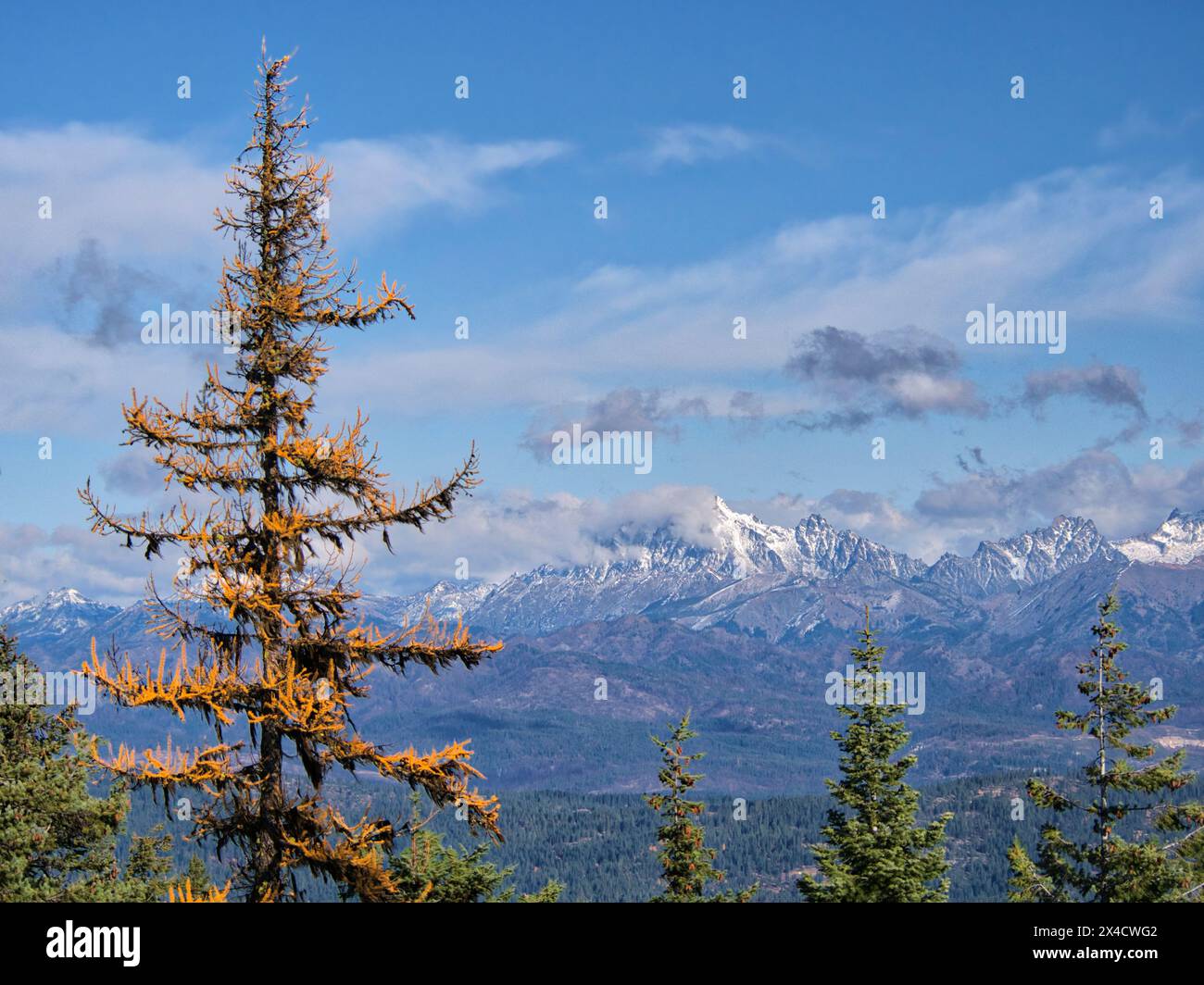 USA, Washington State, Kittitas County. Western Larch trees in autumn in the Okanogan-Wenatchee National Forest. Stock Photo