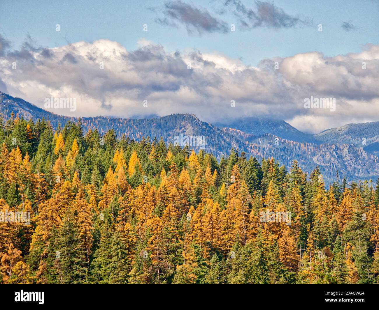 USA, Washington State, Kittitas County. Western Larch trees in autumn in the Okanogan-Wenatchee National Forest. Stock Photo