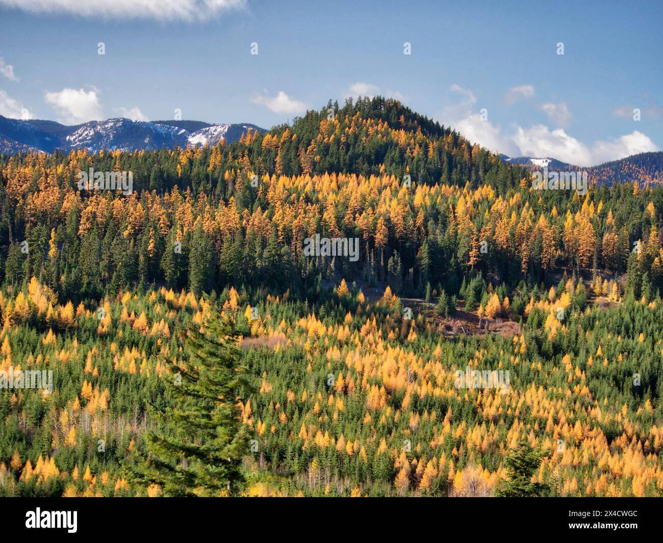 USA, Washington State, Kittitas County. Western Larch trees in autumn in the Okanogan-Wenatchee National Forest. Stock Photo