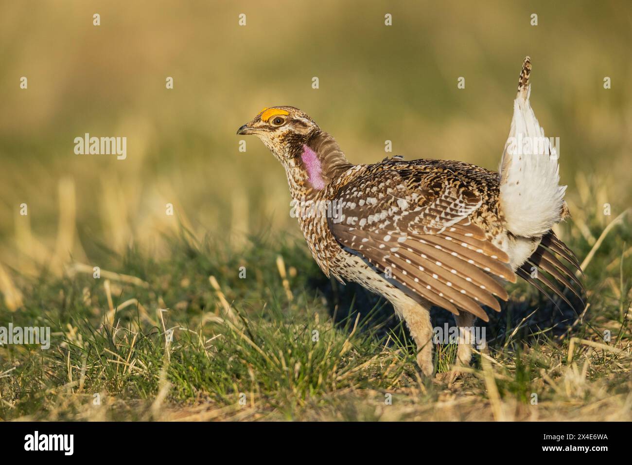 Sharp-tailed grouse Stock Photo