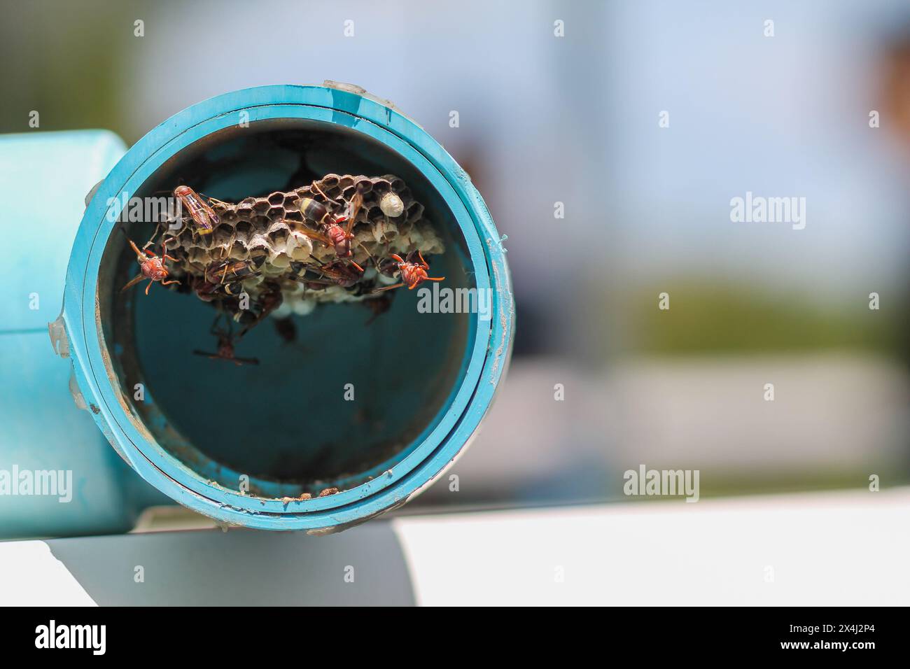 Hymenoptera is building a nest to feed the larvae in a blue PVC pipe in a vegetable garden, and Hymenoptera is also a danger to farmers starting to gr Stock Photo