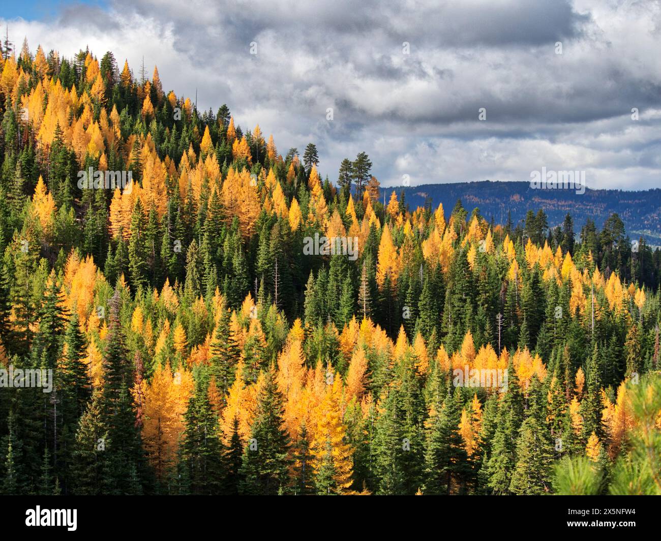 USA, Washington State, Kittitas County. Western Larch Trees in Autumn at Blewitt Pass in the Okanogan-Wenatchee National Forest. Stock Photo