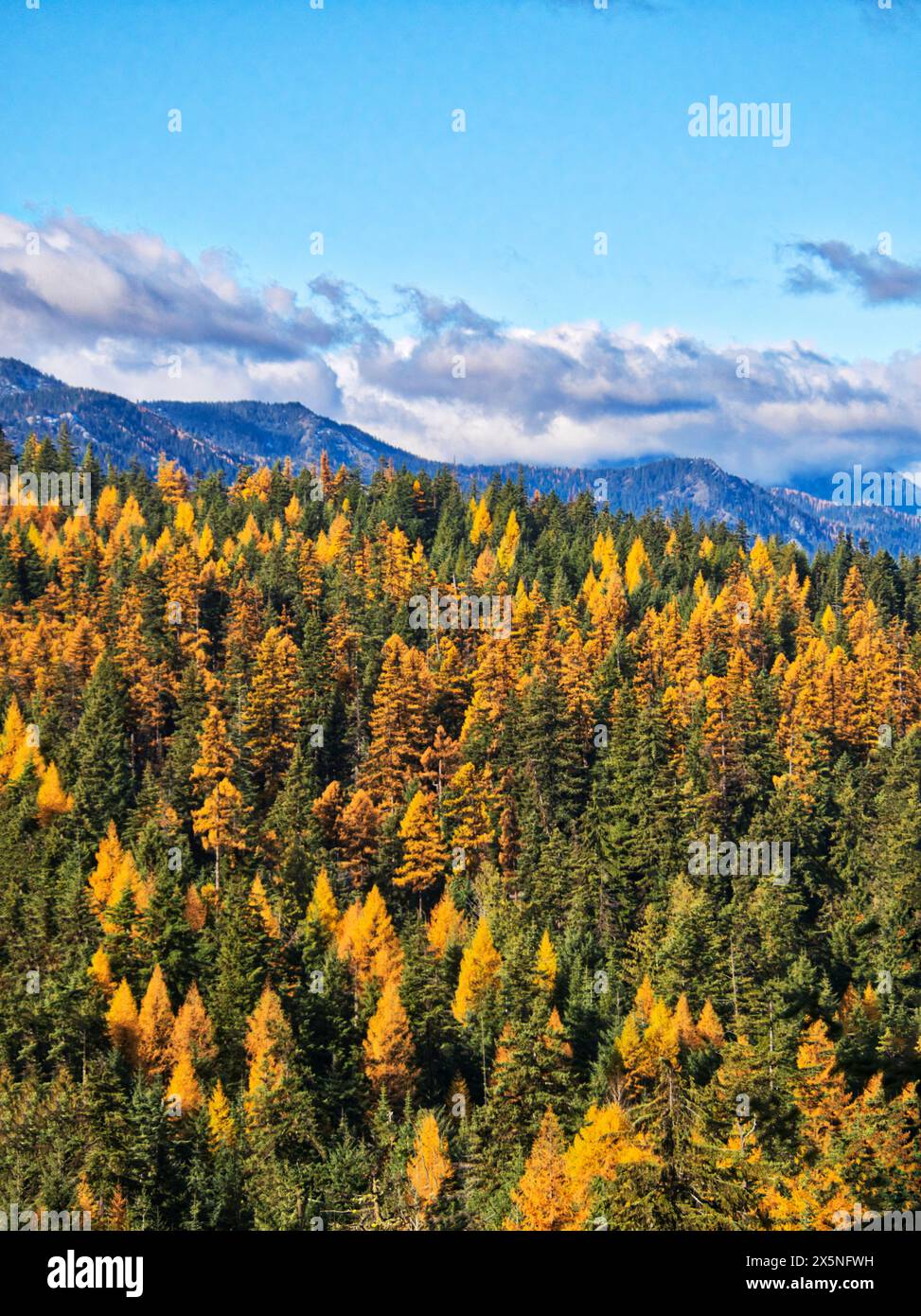 USA, Washington State, Kittitas County. Western Larch trees in autumn in the Okanogan-Wenatchee National Forest. Stock Photo