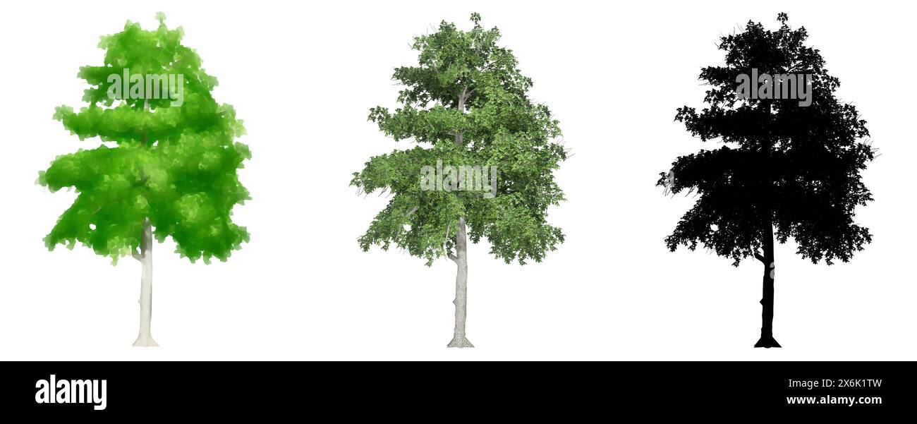 Set or collection of Black Gum trees, painted, natural and as a black ...