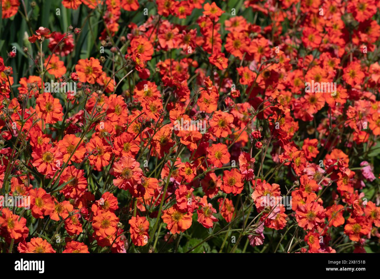 Geum 'Scarlet Tempest' Stock Photo