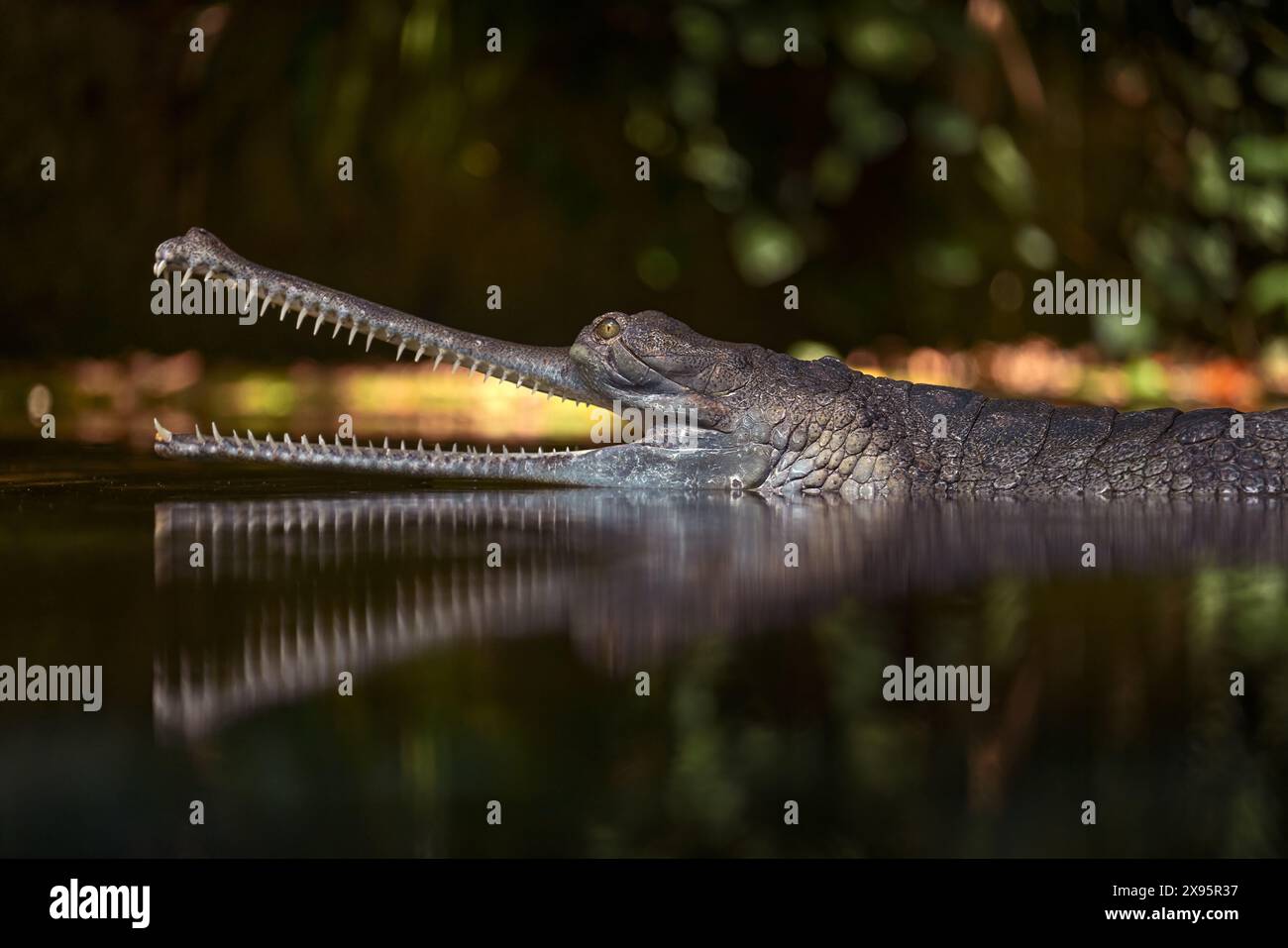 Indian Gharial, Gavialis gangeticus, open muzzle mouth in the water. mouth with many teeth, India. Wildlife animal scene from nature. Detail of crocod Stock Photo