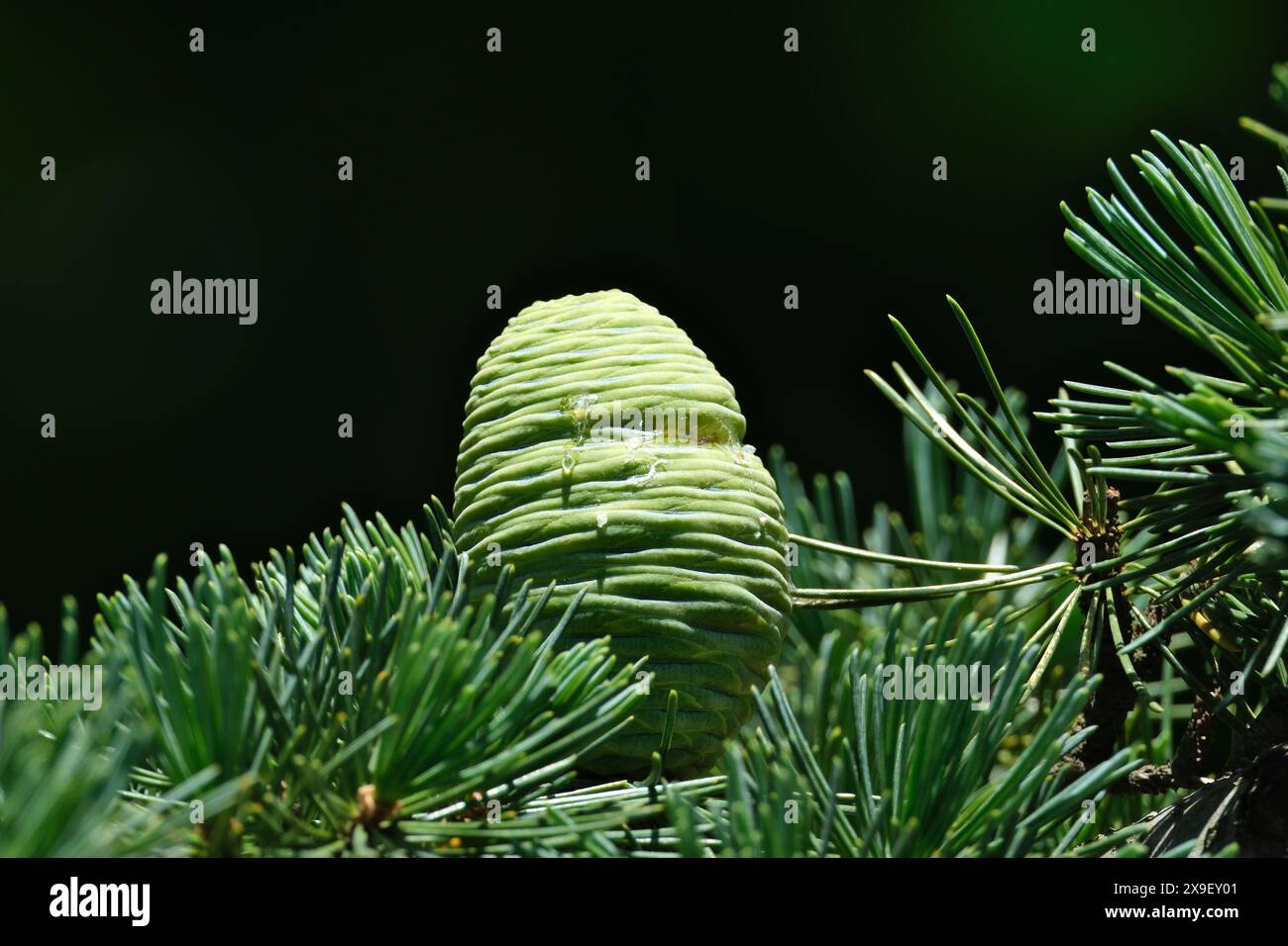 evergreen tree branch with cone of cedar (cedrus deodara) Stock Photo