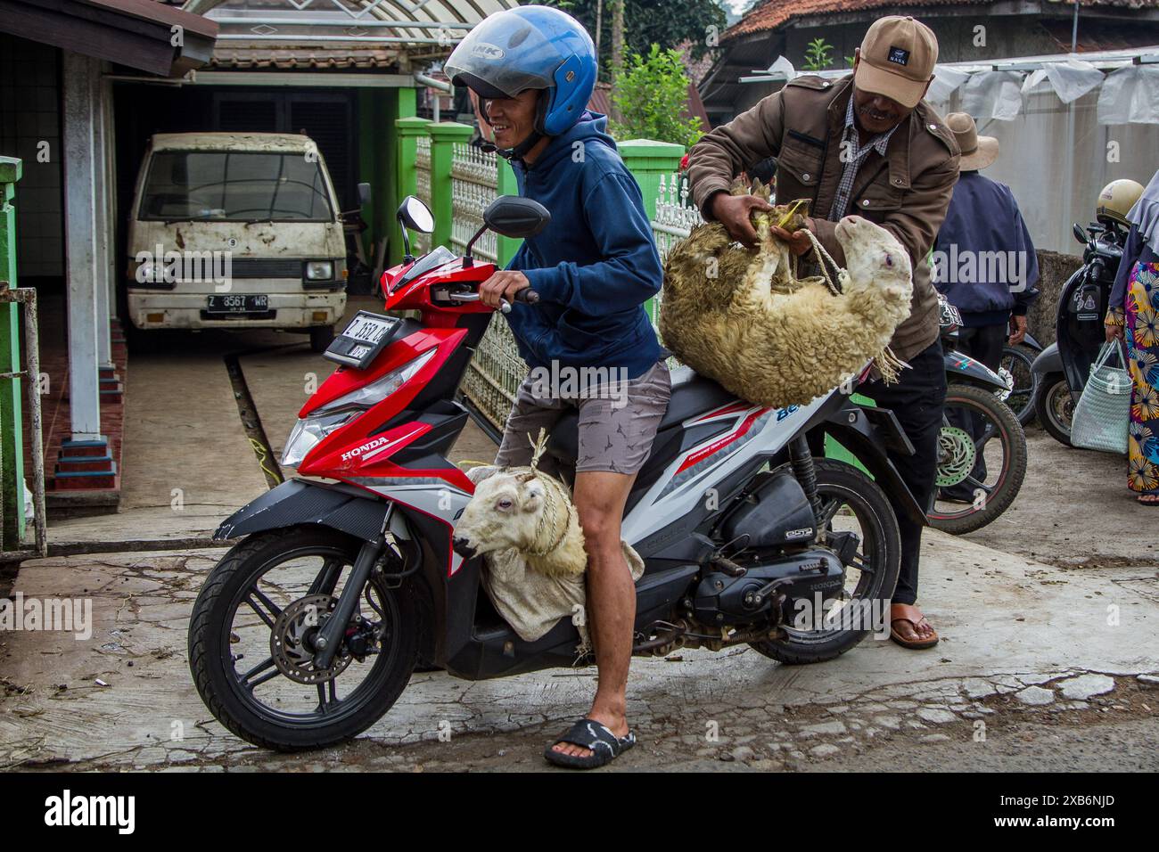 Tanjungsari, West Java, Indonesia. 11th June, 2024. A man ride a motorcycle carries a goat ahead of Eid al-Adha in Tanjungsari, Sumedang Regency. Muslims around the world are preparing to marking Eid Al-Adha, to commemorate the Prophet Ibrahim's readiness to sacrifice his son as a sign of his obedience to God, during which they sacrifice permissible animals, generally goats, sheep, and cows (Credit Image: © Algi Febri Sugita/ZUMA Press Wire) EDITORIAL USAGE ONLY! Not for Commercial USAGE! Credit: ZUMA Press, Inc./Alamy Live News Stock Photo