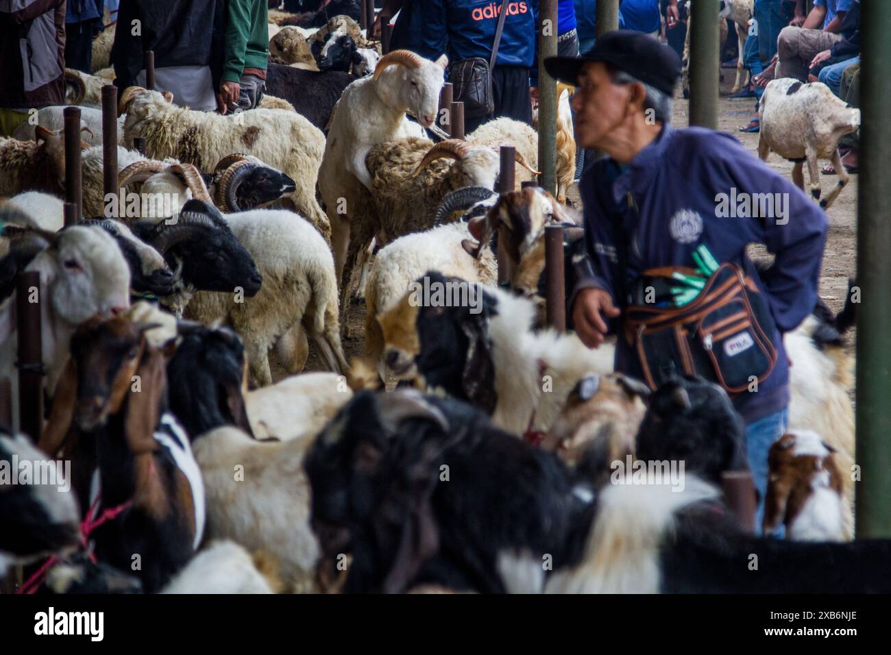 Tanjungsari, West Java, Indonesia. 11th June, 2024. Livestock vendors waiting for customers ahead of Eid al-Adha in Tanjungsari, Sumedang Regency. Muslims around the world are preparing to marking Eid Al-Adha, to commemorate the Prophet Ibrahim's readiness to sacrifice his son as a sign of his obedience to God, during which they sacrifice permissible animals, generally goats, sheep, and cows (Credit Image: © Algi Febri Sugita/ZUMA Press Wire) EDITORIAL USAGE ONLY! Not for Commercial USAGE! Credit: ZUMA Press, Inc./Alamy Live News Stock Photo