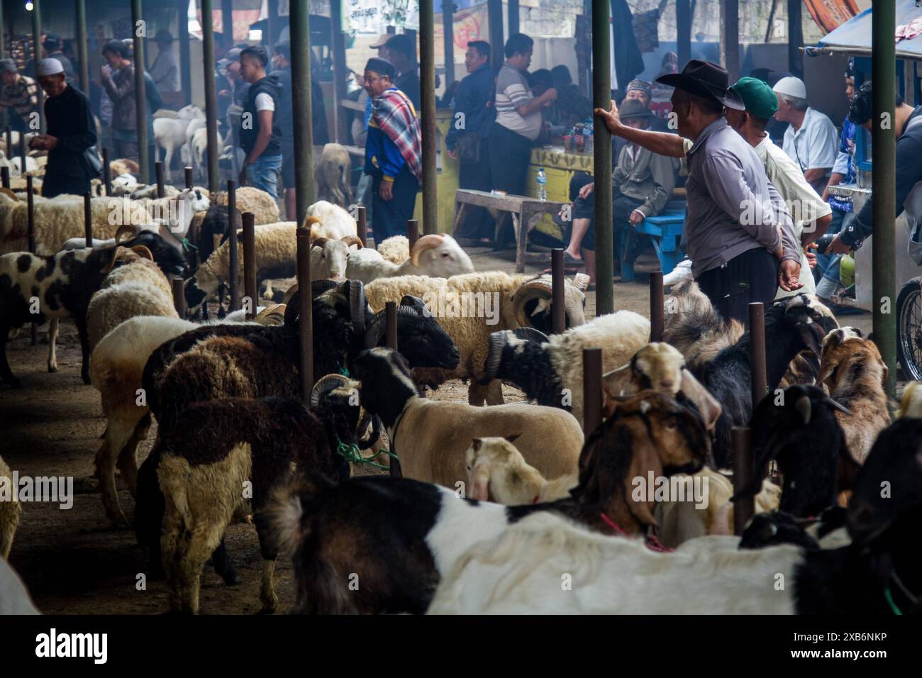 Tanjungsari, West Java, Indonesia. 11th June, 2024. Livestock vendors waiting for customers ahead of Eid al-Adha in Tanjungsari, Sumedang Regency. Muslims around the world are preparing to marking Eid Al-Adha, to commemorate the Prophet Ibrahim's readiness to sacrifice his son as a sign of his obedience to God, during which they sacrifice permissible animals, generally goats, sheep, and cows (Credit Image: © Algi Febri Sugita/ZUMA Press Wire) EDITORIAL USAGE ONLY! Not for Commercial USAGE! Credit: ZUMA Press, Inc./Alamy Live News Stock Photo