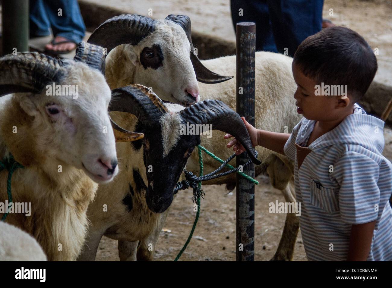 Tanjungsari, West Java, Indonesia. 11th June, 2024. A boy plays with a sheep for sale ahead of Eid al-Adha at an cattle market in Tanjungsari, Sumedang Regency. Muslims around the world are preparing to marking Eid Al-Adha, to commemorate the Prophet Ibrahim's readiness to sacrifice his son as a sign of his obedience to God, during which they sacrifice permissible animals, generally goats, sheep, and cows. (Credit Image: © Algi Febri Sugita/ZUMA Press Wire) EDITORIAL USAGE ONLY! Not for Commercial USAGE! Credit: ZUMA Press, Inc./Alamy Live News Stock Photo