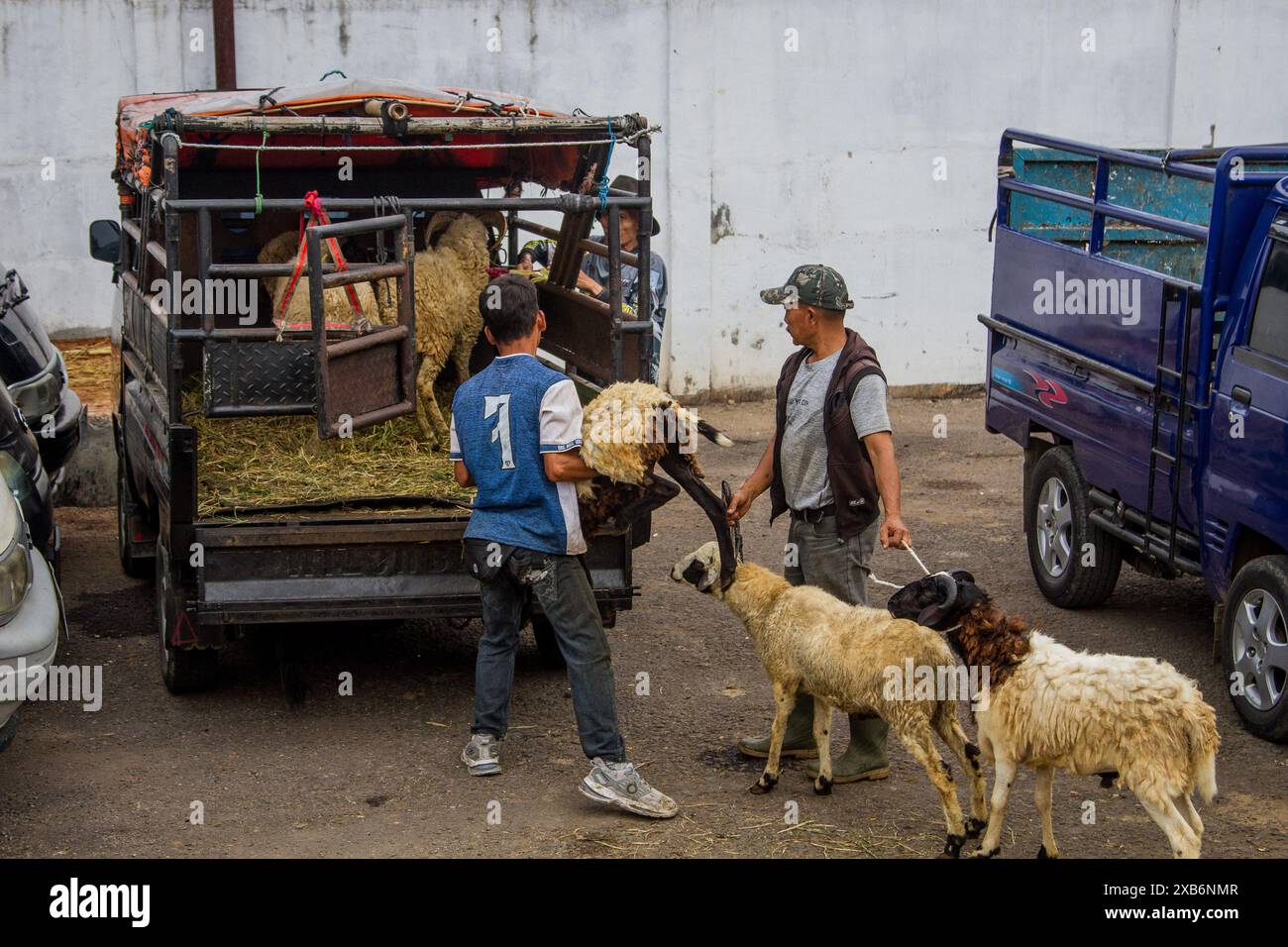 Tanjungsari, West Java, Indonesia. 11th June, 2024. Men loads goat onto a car at the cattle market ahead of Eid al-Adha in Tanjungsari, Sumedang Regency. Muslims around the world are preparing to marking Eid Al-Adha, to commemorate the Prophet Ibrahim's readiness to sacrifice his son as a sign of his obedience to God, during which they sacrifice permissible animals, generally goats, sheep, and cows (Credit Image: © Algi Febri Sugita/ZUMA Press Wire) EDITORIAL USAGE ONLY! Not for Commercial USAGE! Credit: ZUMA Press, Inc./Alamy Live News Stock Photo