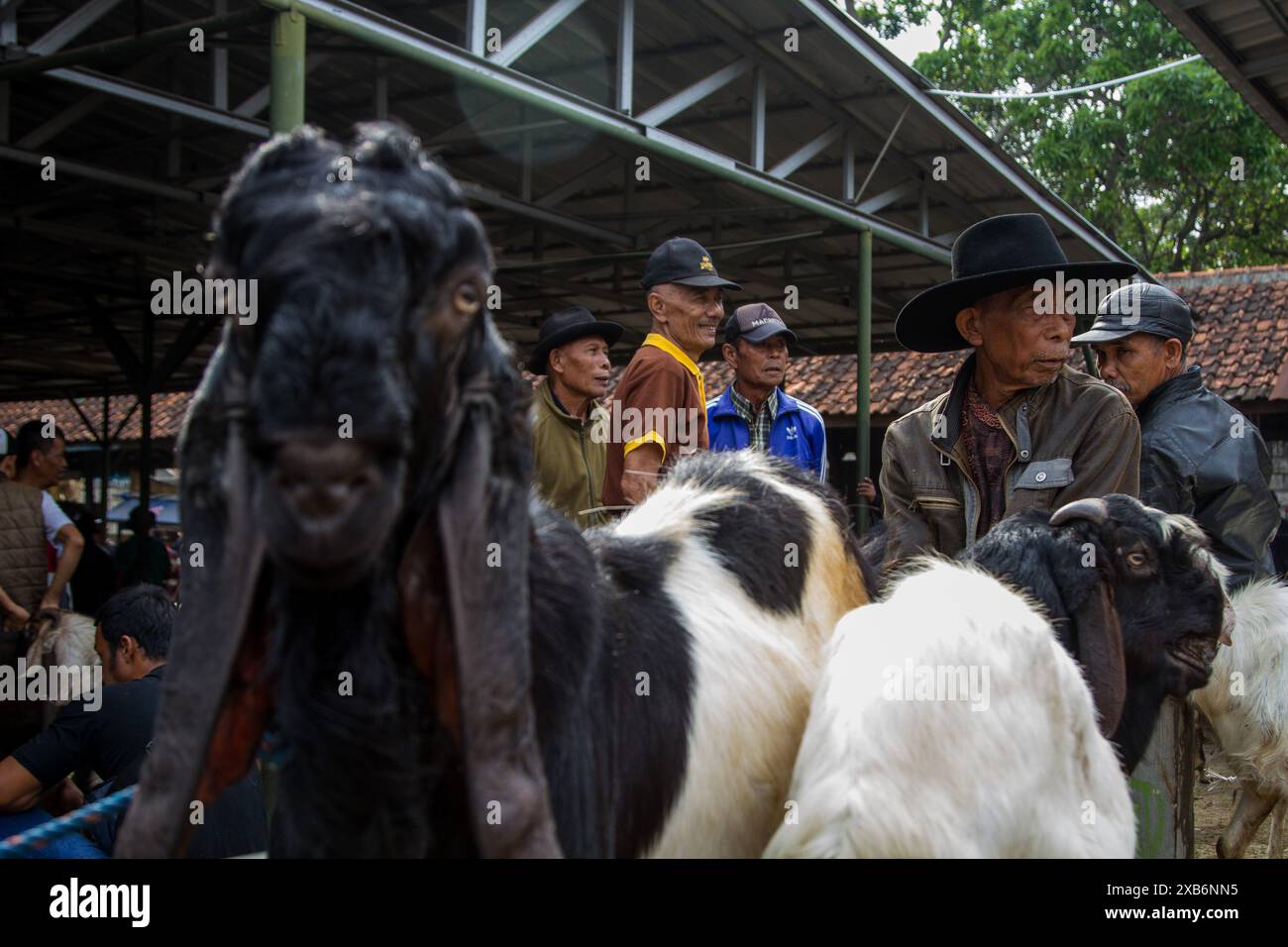 Tanjungsari, West Java, Indonesia. 11th June, 2024. Livestock vendors waiting for customers ahead of Eid al-Adha in Tanjungsari, Sumedang Regency. Muslims around the world are preparing to marking Eid Al-Adha, to commemorate the Prophet Ibrahim's readiness to sacrifice his son as a sign of his obedience to God, during which they sacrifice permissible animals, generally goats, sheep, and cows (Credit Image: © Algi Febri Sugita/ZUMA Press Wire) EDITORIAL USAGE ONLY! Not for Commercial USAGE! Credit: ZUMA Press, Inc./Alamy Live News Stock Photo