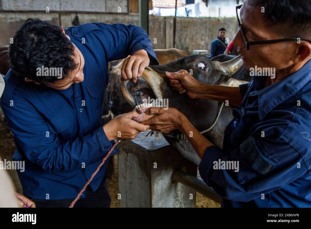 Tanjungsari, West Java, Indonesia. 11th June, 2024. A doctor inspects cow for sale ahead of Eid al-Adha in Tanjungsari, Sumedang Regency. Muslims around the world are preparing to marking Eid Al-Adha, to commemorate the Prophet Ibrahim's readiness to sacrifice his son as a sign of his obedience to God, during which they sacrifice permissible animals, generally goats, sheep, and cows (Credit Image: © Algi Febri Sugita/ZUMA Press Wire) EDITORIAL USAGE ONLY! Not for Commercial USAGE! Credit: ZUMA Press, Inc./Alamy Live News Stock Photo