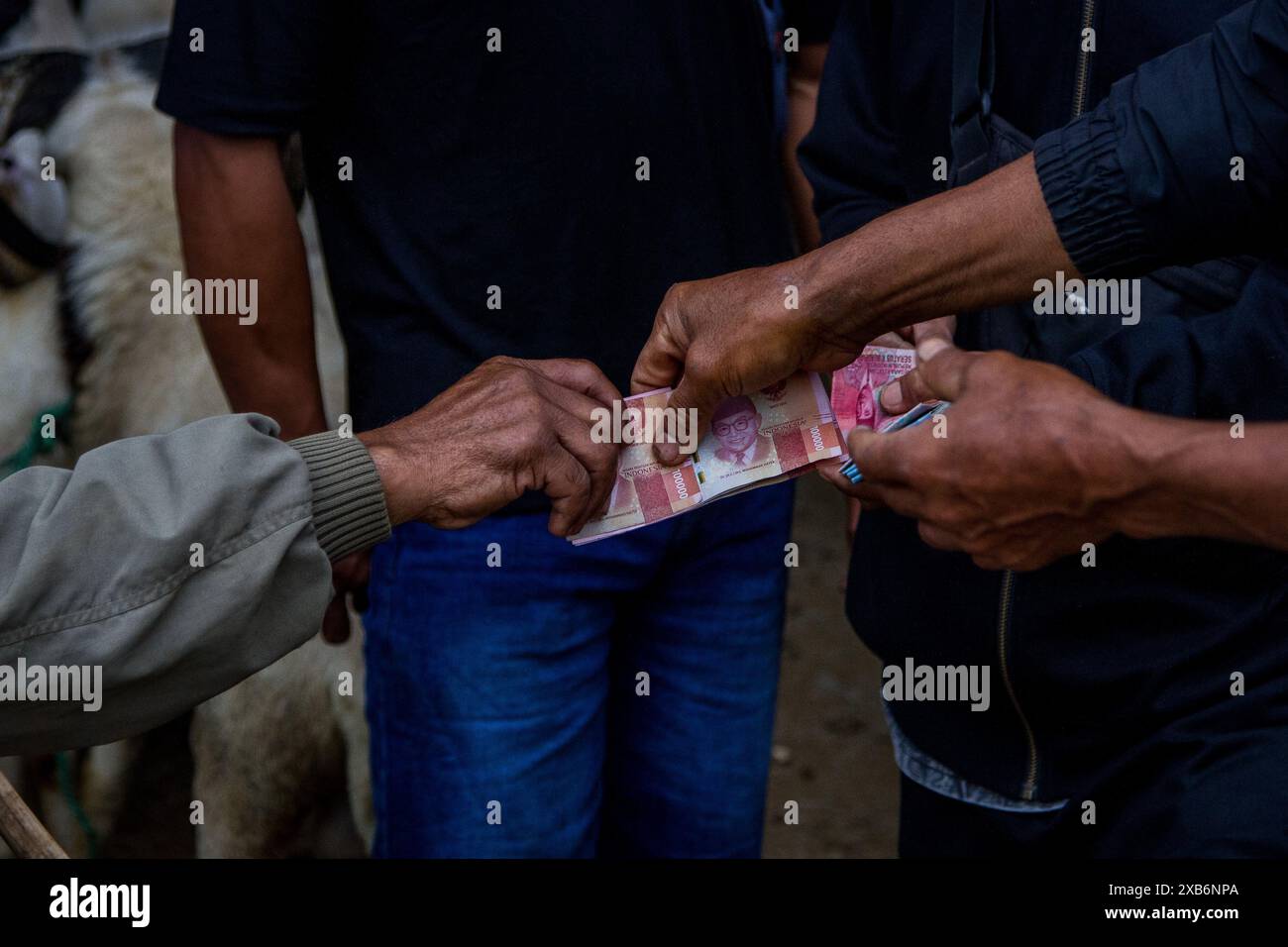 Tanjungsari, West Java, Indonesia. 11th June, 2024. Livestock vendors buy livestock ahead of Eid al-Adha in Tanjungsari, Sumedang Regency. Muslims around the world are preparing to marking Eid Al-Adha, to commemorate the Prophet Ibrahim's readiness to sacrifice his son as a sign of his obedience to God, during which they sacrifice permissible animals, generally goats, sheep, and cows (Credit Image: © Algi Febri Sugita/ZUMA Press Wire) EDITORIAL USAGE ONLY! Not for Commercial USAGE! Credit: ZUMA Press, Inc./Alamy Live News Stock Photo