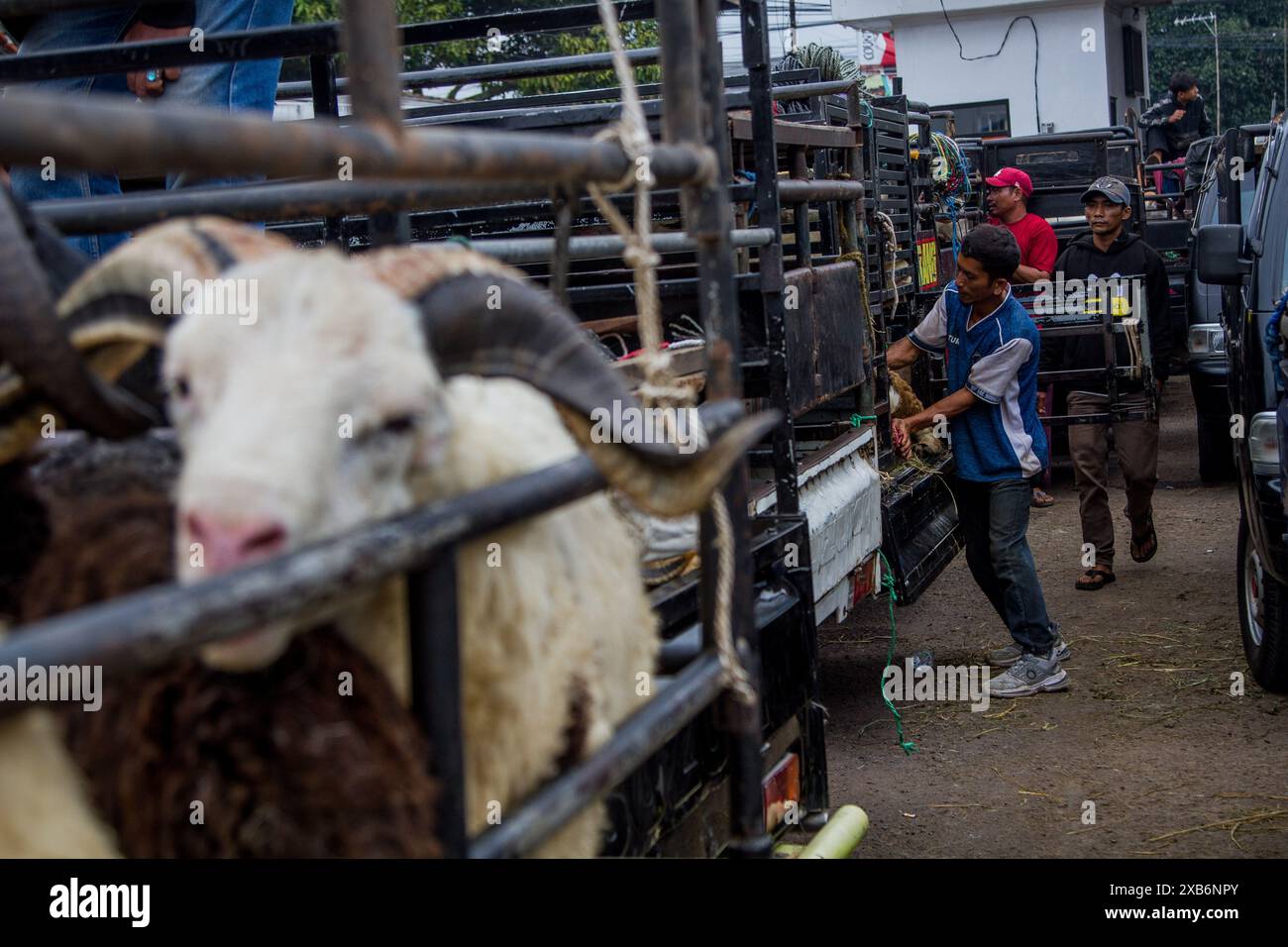 Tanjungsari, West Java, Indonesia. 11th June, 2024. A man loads goat onto a car at the cattle market ahead of Eid al-Adha in Tanjungsari, Sumedang Regency. Muslims around the world are preparing to marking Eid Al-Adha, to commemorate the Prophet Ibrahim's readiness to sacrifice his son as a sign of his obedience to God, during which they sacrifice permissible animals, generally goats, sheep, and cows (Credit Image: © Algi Febri Sugita/ZUMA Press Wire) EDITORIAL USAGE ONLY! Not for Commercial USAGE! Credit: ZUMA Press, Inc./Alamy Live News Stock Photo