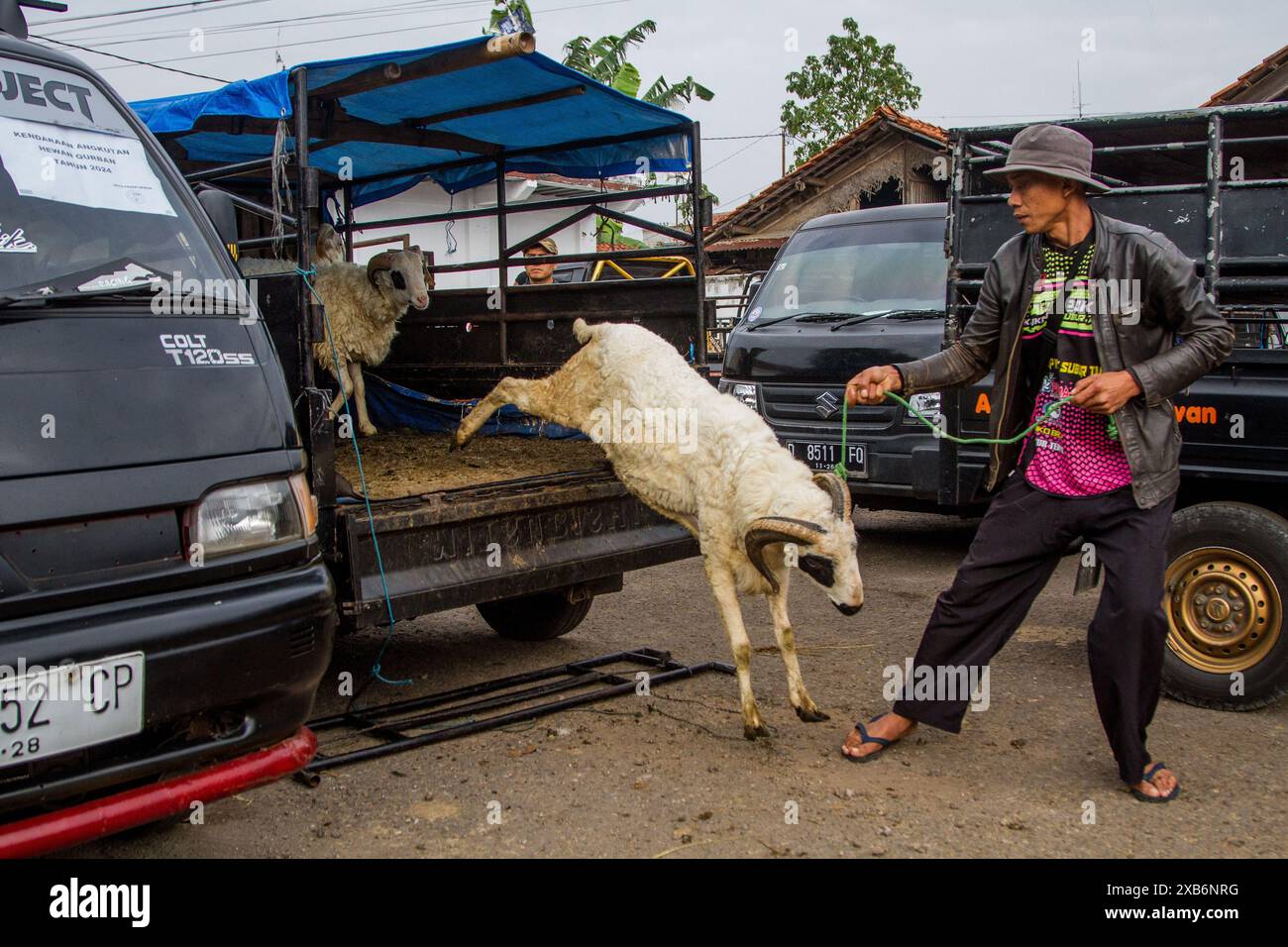 Tanjungsari, West Java, Indonesia. 11th June, 2024. A man loads goat onto a car at the cattle market ahead of Eid al-Adha in Tanjungsari, Sumedang Regency. Muslims around the world are preparing to marking Eid Al-Adha, to commemorate the Prophet Ibrahim's readiness to sacrifice his son as a sign of his obedience to God, during which they sacrifice permissible animals, generally goats, sheep, and cows (Credit Image: © Algi Febri Sugita/ZUMA Press Wire) EDITORIAL USAGE ONLY! Not for Commercial USAGE! Credit: ZUMA Press, Inc./Alamy Live News Stock Photo