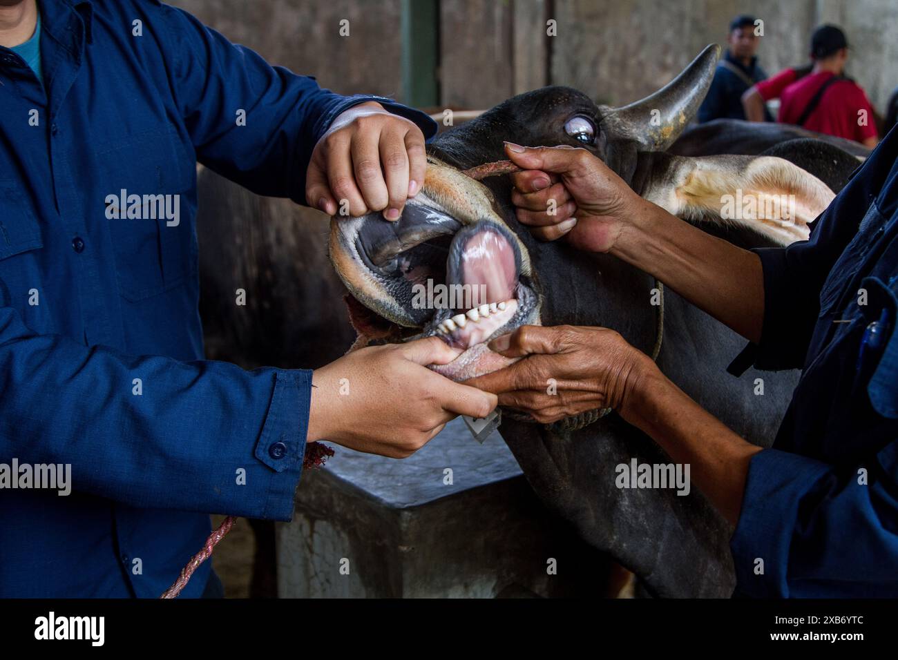 Tanjungsari, West Java, Indonesia. 11th June, 2024. A doctor inspect a cow for sale ahead of Eid al-Adha in Tanjungsari, Sumedang Regency. Muslims around the world are preparing to marking Eid Al-Adha, to commemorate the Prophet Ibrahim's readiness to sacrifice his son as a sign of his obedience to God, during which they sacrifice permissible animals, generally goats, sheep, and cows (Credit Image: © Algi Febri Sugita/ZUMA Press Wire) EDITORIAL USAGE ONLY! Not for Commercial USAGE! Credit: ZUMA Press, Inc./Alamy Live News Stock Photo