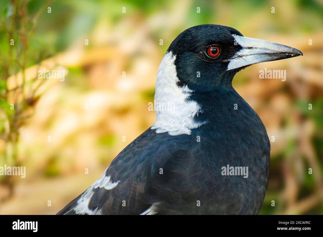 The Australian magpie is a black and white passerine bird native to ...