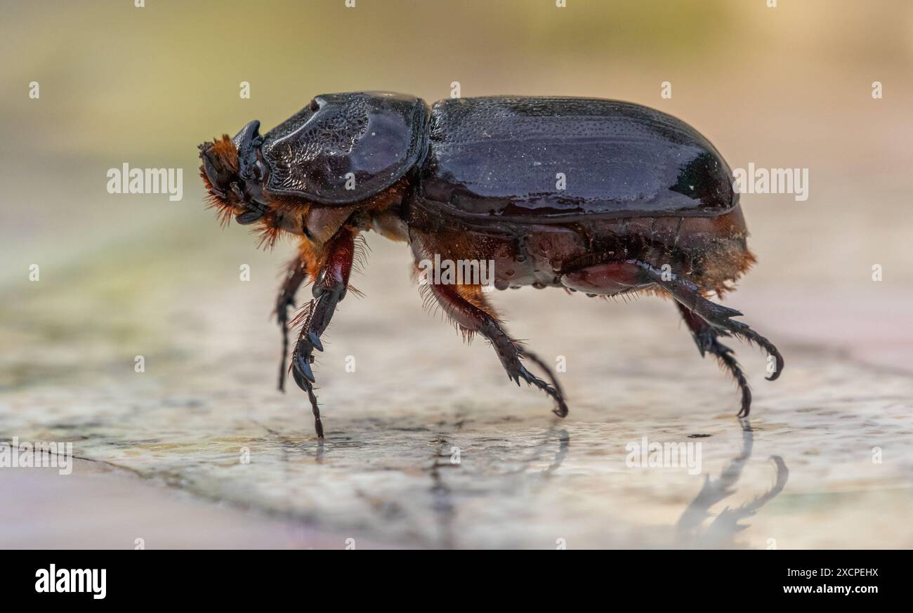 Rhinoceros beetle, Oryctes nasicornis. Stock Photo