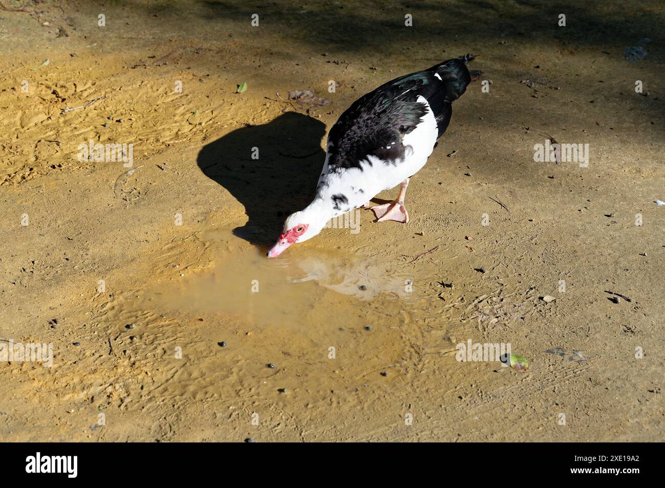 Muscovy duck with distinctive black and white feathers drinking from a small puddle in Maria Luísa park Stock Photo