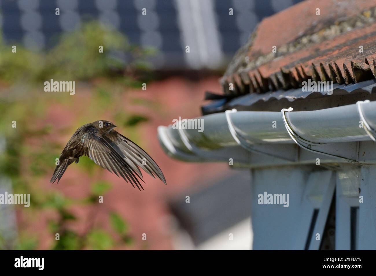 Common swift (Apus apus) flying to its nest site under roof tiles on an old cottage, Hilperton, Wiltshire, UK, July. Winner of Conservation Documentary Award in Bird Photographer of the Year competition 2020. Stock Photo