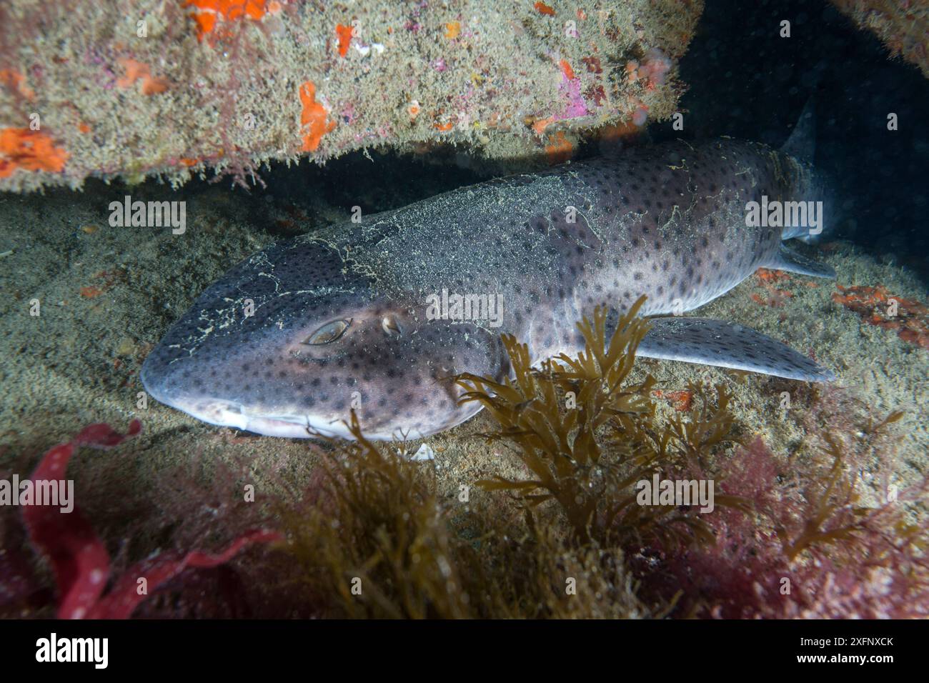 Nursehound (Scyliorhinus stellaris) Sark, British Channel Islands, August. Stock Photo