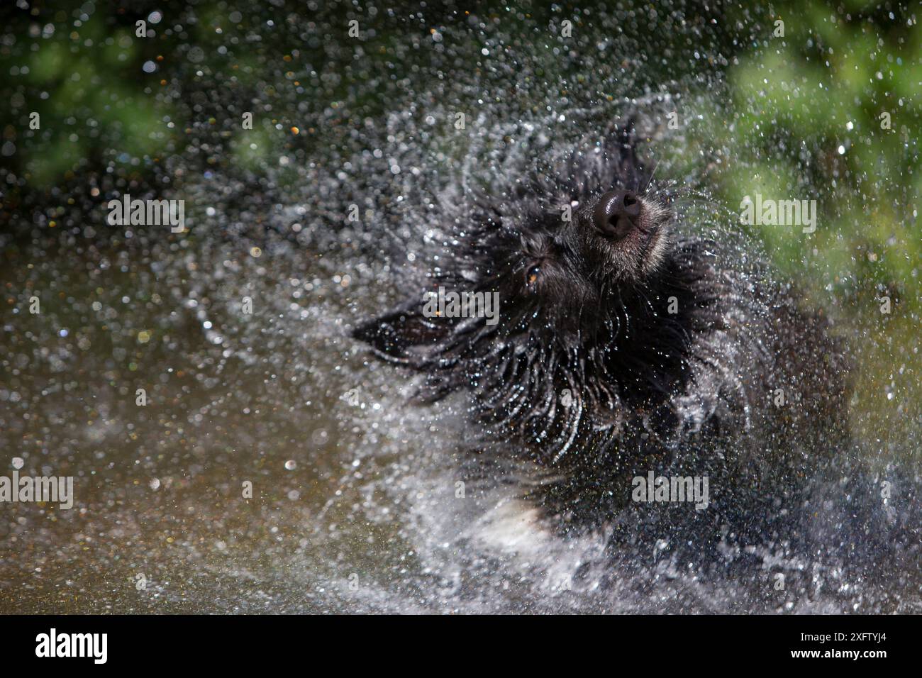 German Shepherd cross, rescue dog, shaking water in river, Derbyshire, UK Stock Photo