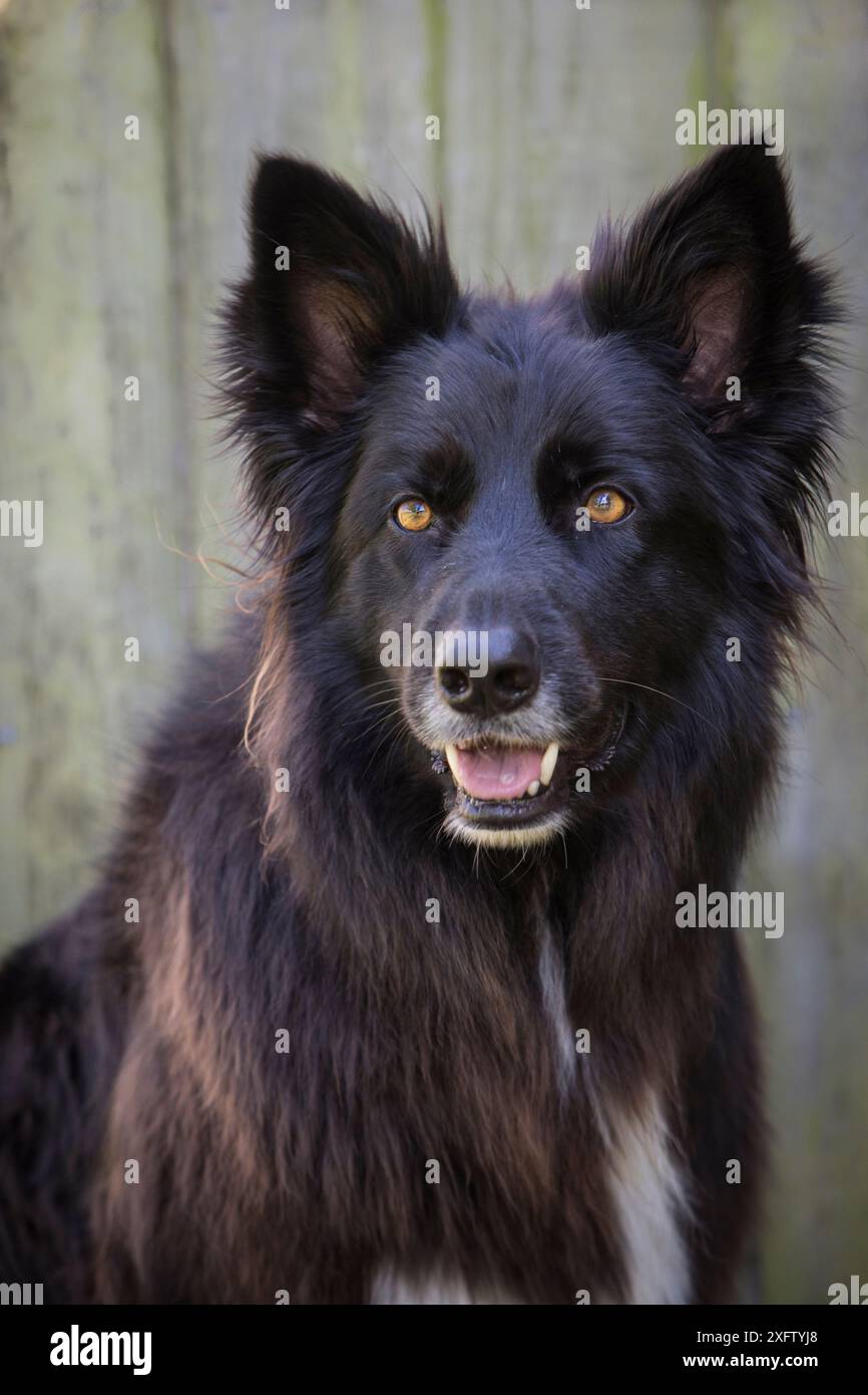 German Shepherd cross portrait,  Derbyshire, UK Stock Photo