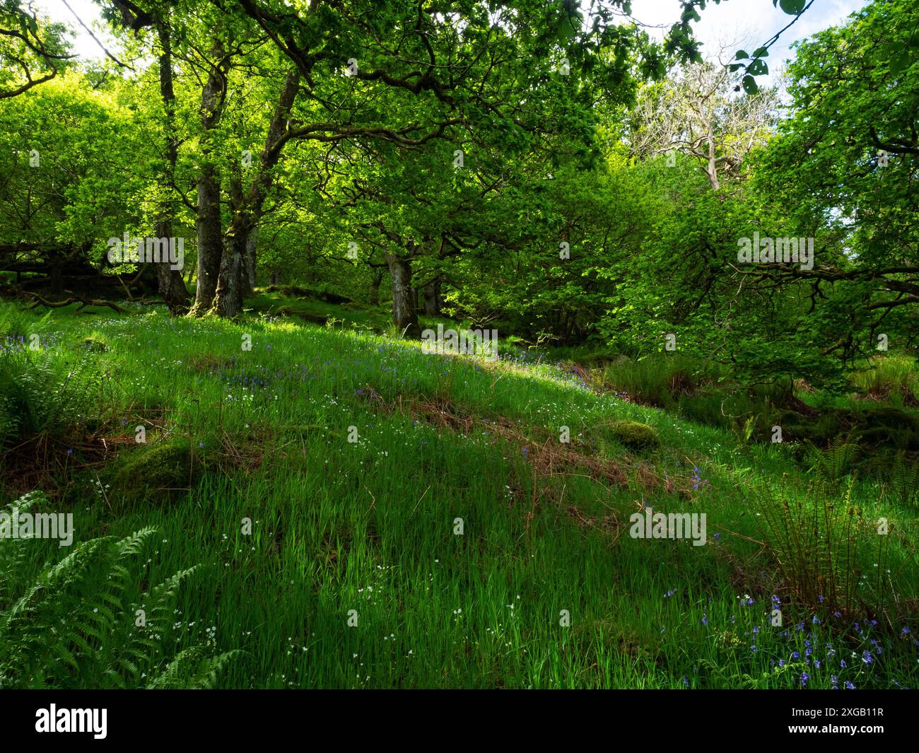 Greater stitchwort Stellaria holostea Bluebell Hyacinthoides non-scripta and ferns in woodland, Naddle Forest, RSPB Haweswater Nature Reserve, Cumbria Stock Photo