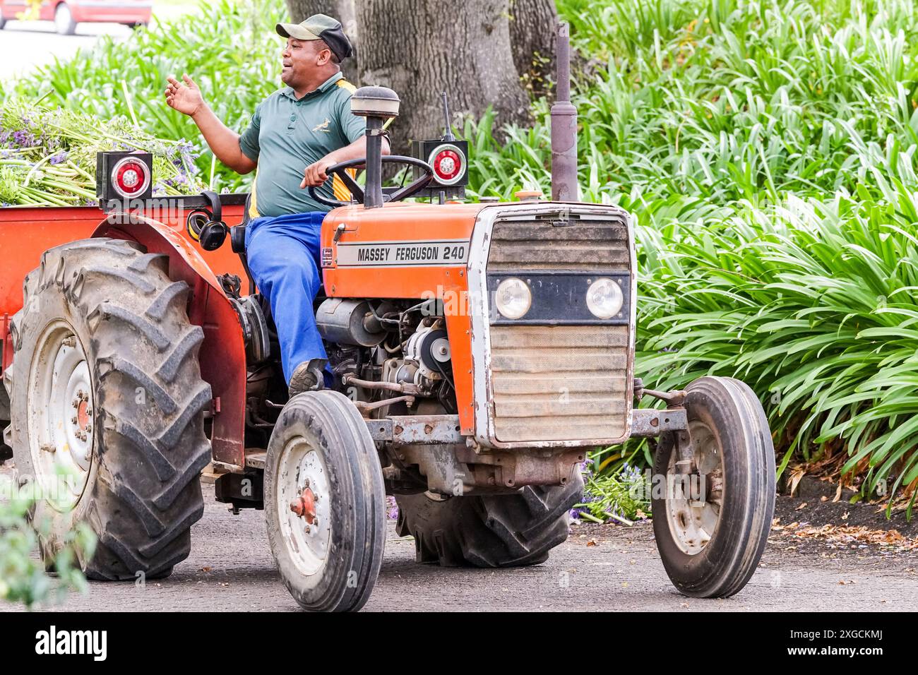 Massey Ferguson 240 tractor trailer with driver or worker in Cape Town, South Africa concept farm transport, transportation for agricultural use Stock Photo