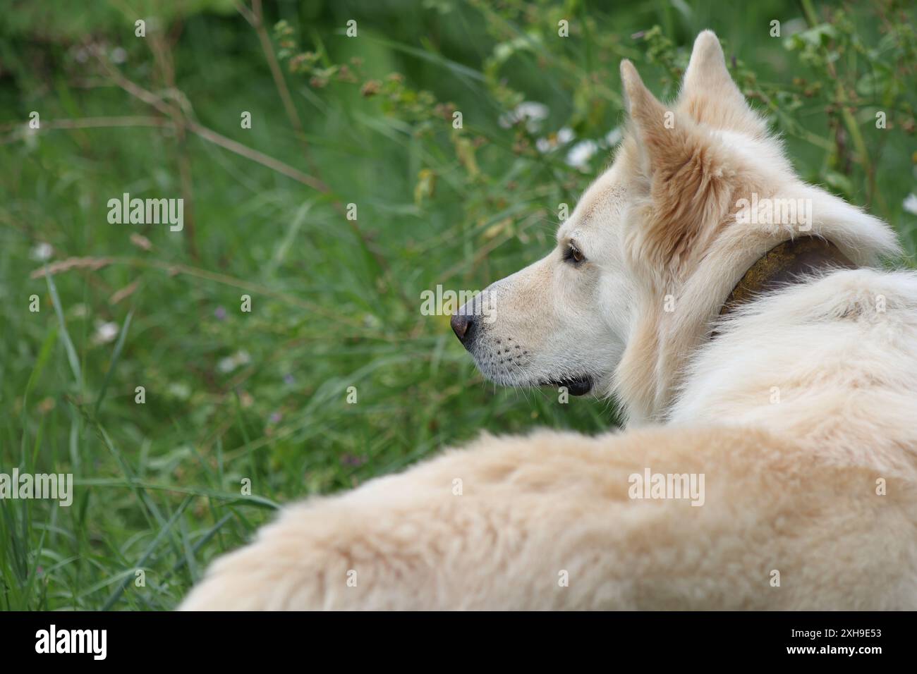 White Swiss Shepherd and Australian Shepherd looking to the left side, standing, photographed from behind Stock Photo