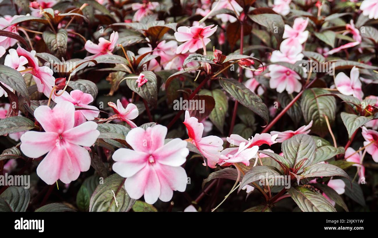 The pink flower, Impatiens walleriana, also known as busy Lizzie, is a popular annual flower Stock Photo