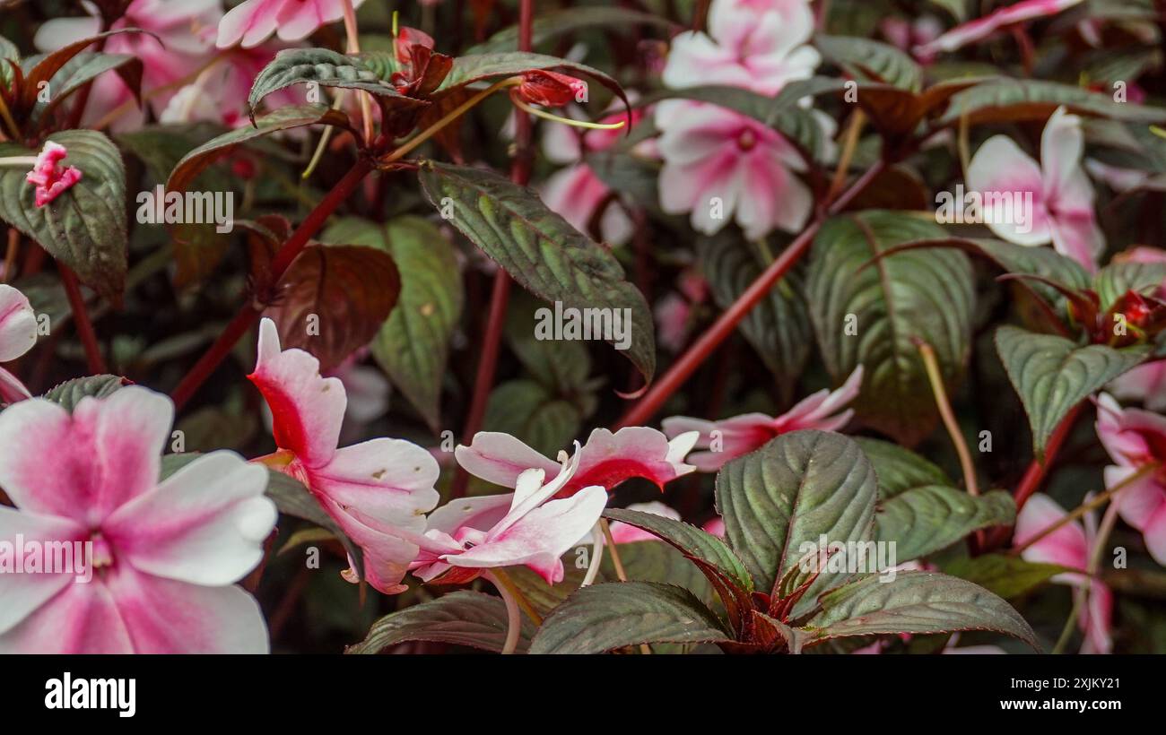 The pink flower, Impatiens walleriana, also known as busy Lizzie, is a popular annual flower Stock Photo