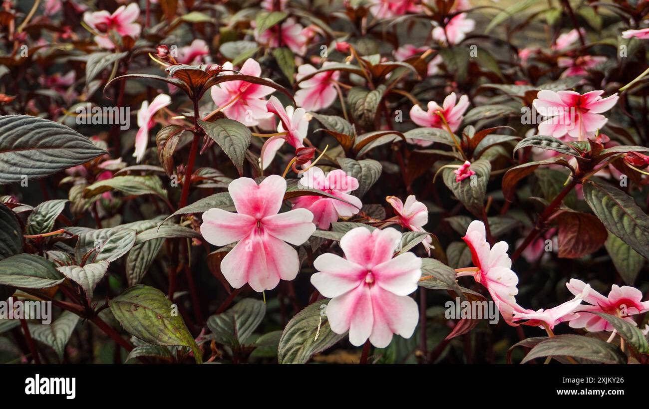 The pink flower, Impatiens walleriana, also known as busy Lizzie, is a popular annual flower Stock Photo