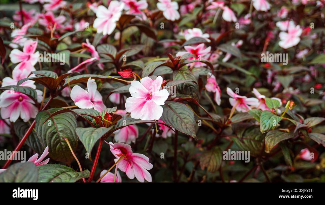 The pink flower, Impatiens walleriana, also known as busy Lizzie, is a popular annual flower Stock Photo