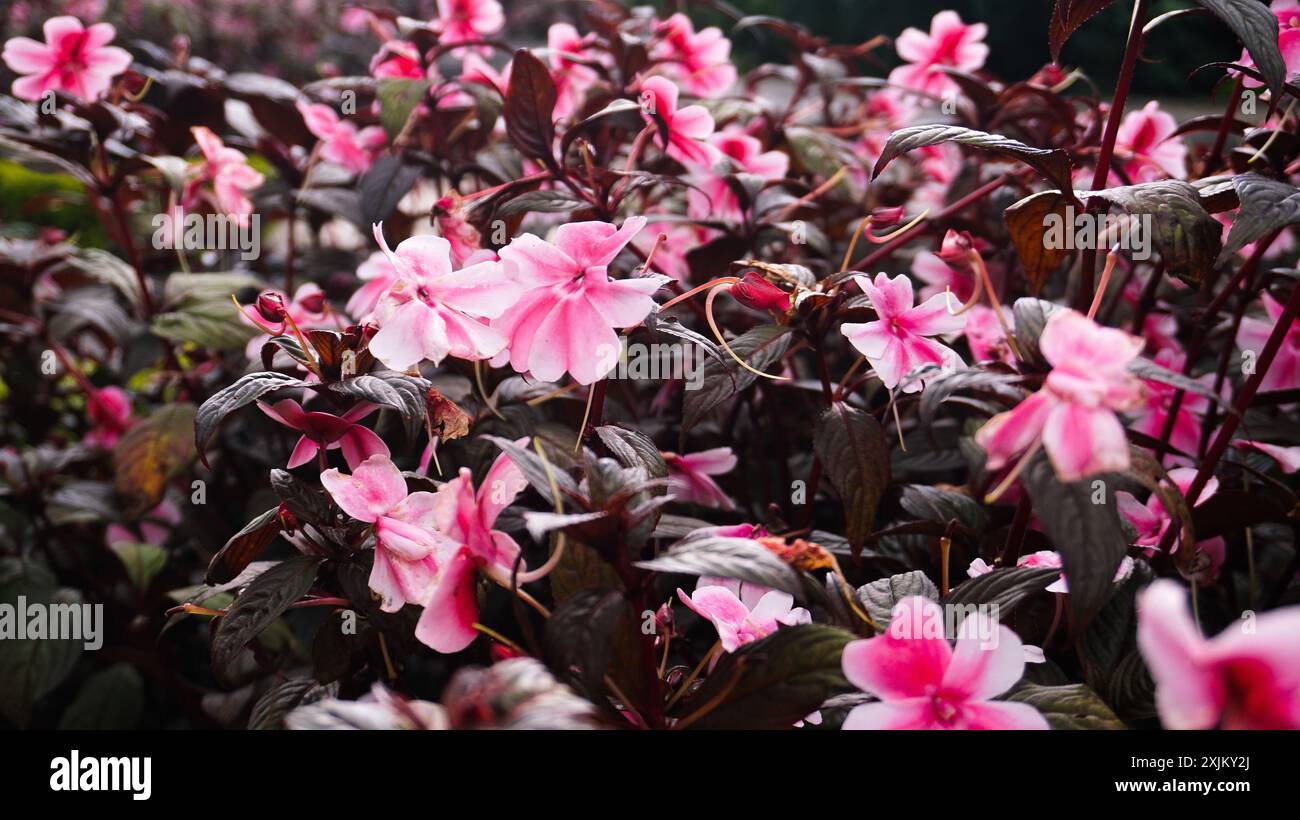 The pink flower, Impatiens walleriana, also known as busy Lizzie, is a popular annual flower Stock Photo